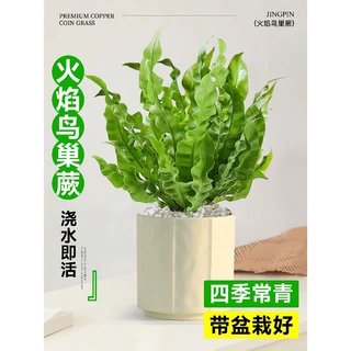 火焰鸟巢蕨桌面小盆栽北欧风四季常青蕨类绿植植物