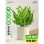 蕨类火焰植物桌面小盆栽