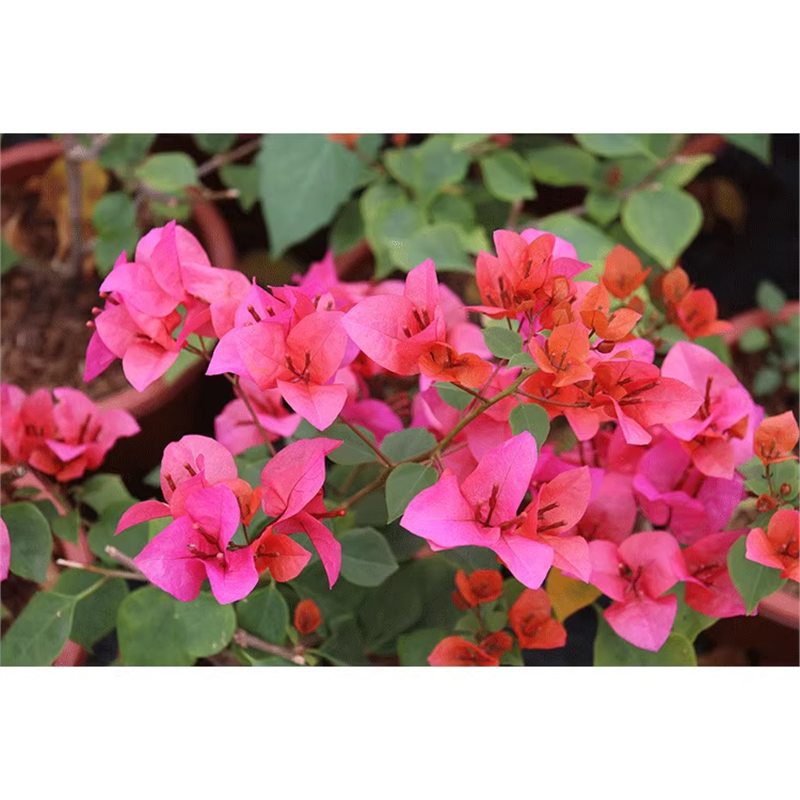 9.9 Flores frecuentes variedades de ciruela triangular en maceta jardín de plántulas es bueno para alimentar las plantas de vid de flores image 59