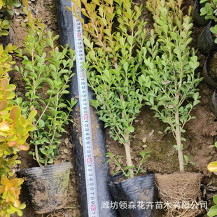 Base Large Wholesale Melon Seeds Boxwood / Small Cup / High Survival Rate Boxwood Tree All Year Round Green Shrub Street Greening