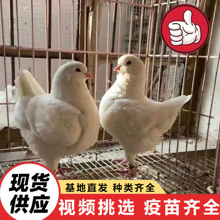 常年供应景区投喂互动广场鸽 出售美国落地王种鸽 家养信鸽观赏鸽