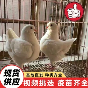 [养殖肉鸽（白羽王种鸽|美国落地王鸽|元宝鸽）多少钱一对,广场鸽]