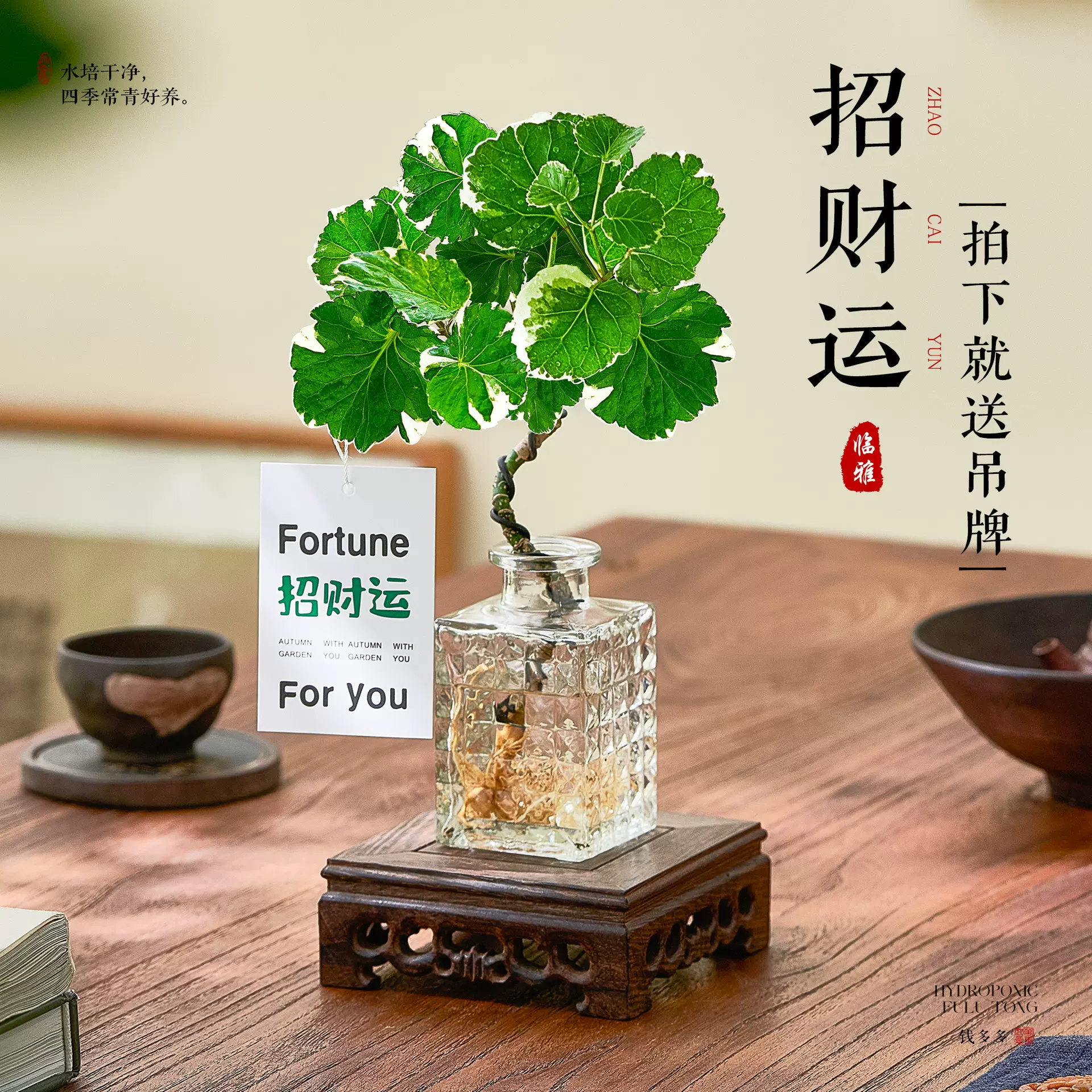 水培圆叶福禄桐钱多多盆栽绿植客厅办公室桌面招财运盆景植物水养