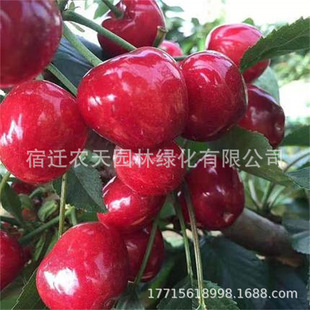 ܇���Ә����ش���Ҙ��m�Ϸ������ļ��Nֲ���Ե��Ԅe��ͥԺ������