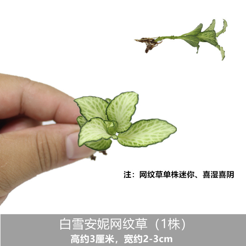 백설 공주 애니 망상 잔디 (1 식물)