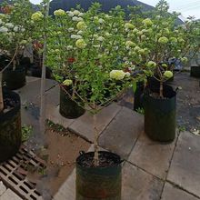 中华木绣球大花斗球树苗欧洲玫瑰名贵木本绣球花耐寒庭院观景树