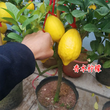 四季食用柠檬活苗无籽台湾香水柠檬树苗盆栽庭院南北方种植特大苗