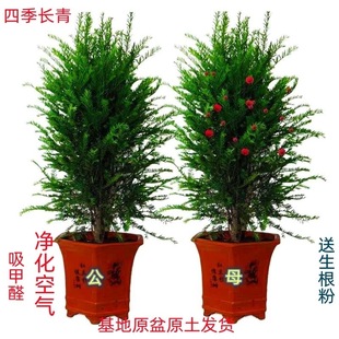 �t��ɼ�辰��ׯ���Ԙ����҃������ͺ�����ͥԺ�Gֲ�ļ��������uͨ