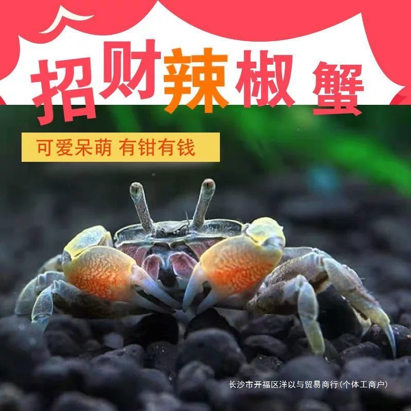 迷你辣椒蟹活体宠物螃蟹深水观赏蟹吃虫除藻淡水蟹鱼缸爬宠豆豆蟹