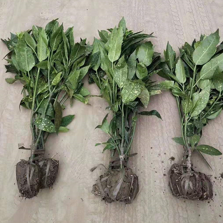 ����ɺ��2