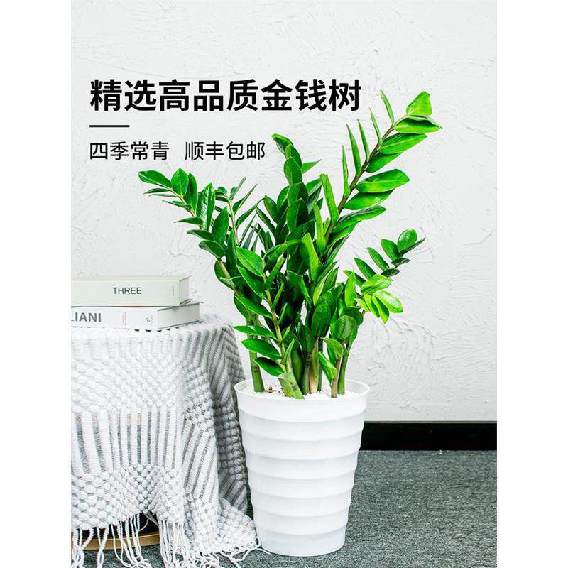 Money Tree Potted Plant, Indoor Living Room Decoration, Fortune-Attracting Tree, Money String Plant, Green Plant, Easy to Maintain All Year Round