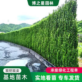 冬青法国直立冬青绿篱笆庭院围墙植物四季常青绿化丛生北海道黄杨