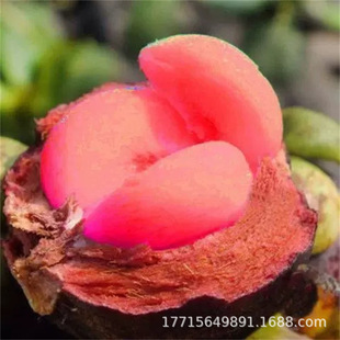 �X��ɽ������S��ɽ������_�ɹ������Ӯ���Y��ɽ���ļ��Ϸ�����