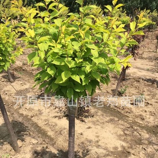 ���Թ������~���~÷�|�����~��Ʒ�N�ھ��Ҽt�~����Ҿ��ɼ޽ӷ���