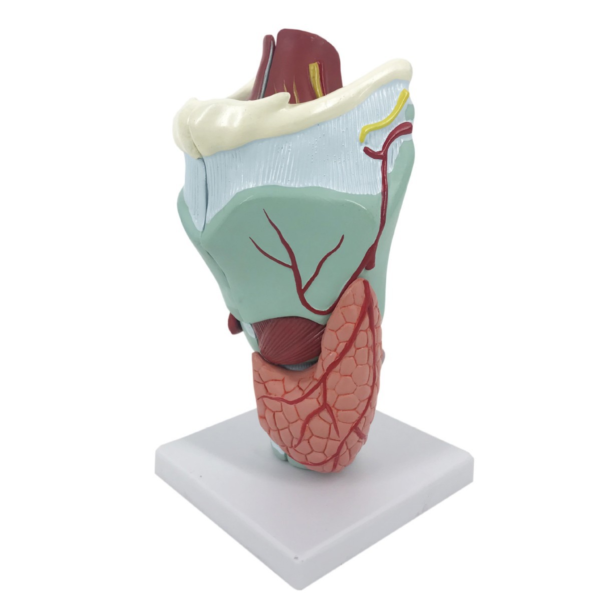 R032 laryngeal cartilage and laryngeal muscle anatomical enlarged model