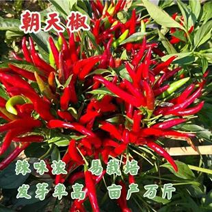 �����N�Ѵ�ȫ�tɫ���콷�߲�С�׽��N���߲˷N�������ļ������N��