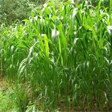 羳؛ļݷNӶѾϻޣuZiţ