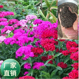 种子;草种子;草坪