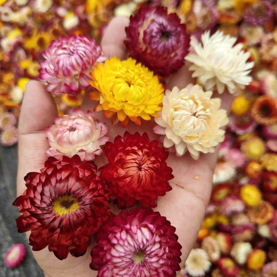 Natural air-dried dried flowers wholesale small daisies colorful chrysanthemum dried flowers artificial flowers decorative art flowers chrysanthemum dried flowers natural