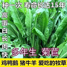 大叶菊苣草种籽多年生牧草种子养殖四季牛羊鸭鹅兔猪草种籽子再生