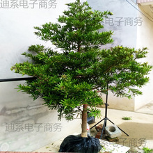 �����ɘ�����_�h��ȸ�����~ӭ�����Ϙ䘶ͥԺ�����辰���͘���N