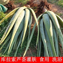 ����Ժ���w���݌��� �������J�Cʳ�ô��J�C�~Ƭ����Gֲ�J�C����