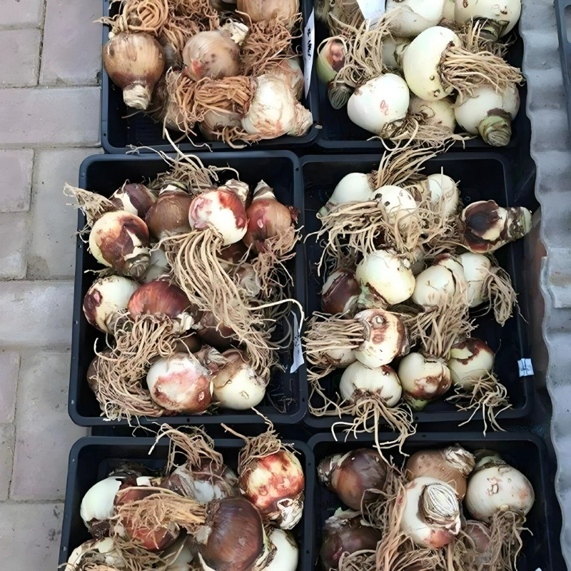 Луковицы амариллиса, импортная почва, двулепестковая, большая амариллис, разноцветные цветы, все сезоны, легкий уход, амариллис на балконе, во дворе