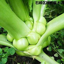 正宗榨菜头新鲜种子正品耐热耐高温可晒干大头菜种子蔬菜种子大全