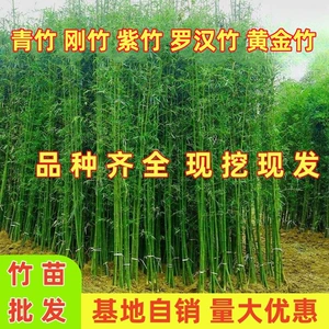 Bamboo Searnling Garden, All Seasons, Evergreen, Strong Bamboo, зеленый бамбук, фиолетовый бамбук, бамбук Архат, северный на открытом воздухе на стенах