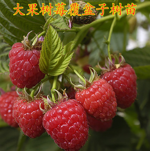 Raspberry Seedlings, Double-Season Raspberry Fruit Seedlings, Potted and Ground-Planted, Planted in the North and South, Bearing Fruit in the Same Year, Red, Yellow and Black Raspberry Seedlings