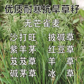 种子;草种子;草坪