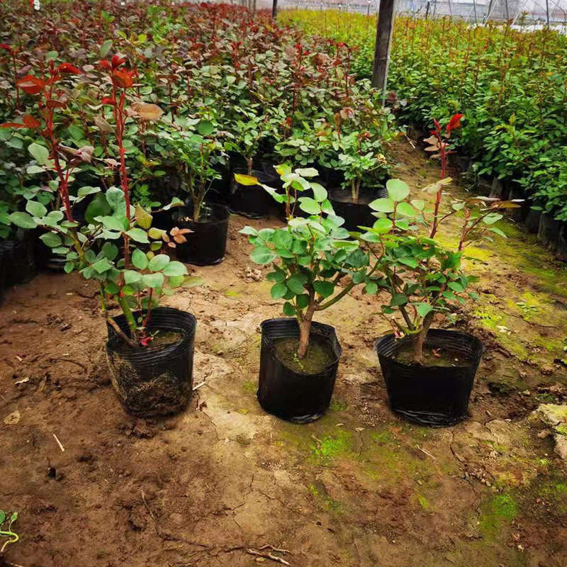 База для рассады крупных цветов китайской розы в наличии оптом для озеленения сада розы в горшках различных сортов