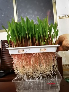 ͸��ˮ��Nֲ�Pˮ���趹ѿ�㶹�烺ͯ�W���ײͼ�ͥ�N��ˮ�������