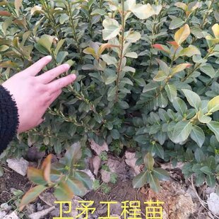 ���� �lì������ �z�| �lì�� �r�� �G��ɫ�K���� �ͺ��ͺ�