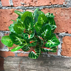 【彼岸花】5叉西瓜叶 仿真塑料草室外景观装饰草园林排草植物草