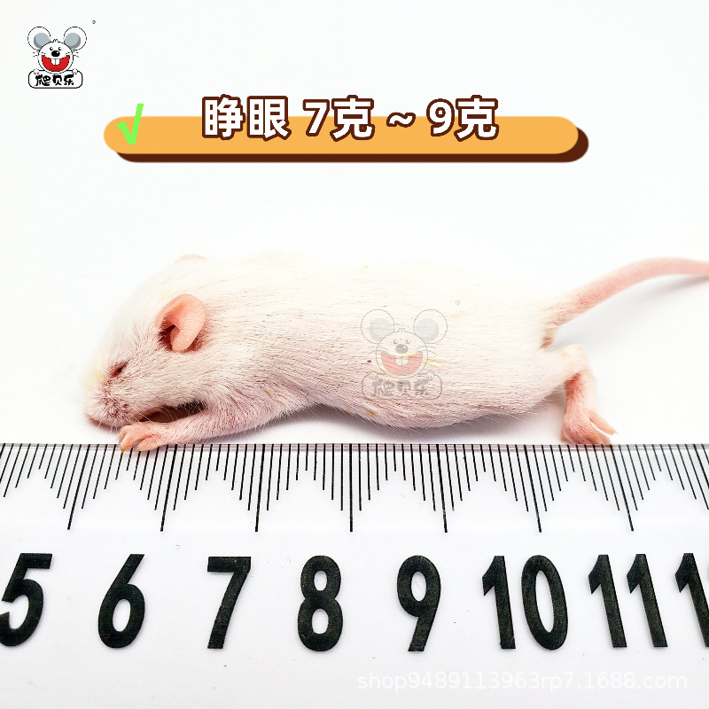 살아있는 [눈을 뜨고 7-9g] 멸균 쥐 소스