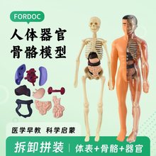 人体骨骼模型骨架人体多功能结构教具内脏3D摆件生礼物关节