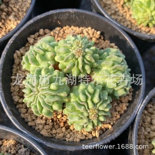 ���D����؈צ �����^ ���� ��ˮ �໨���� �D����� ���̈A�P��