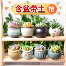 套装组合批发玫瑰含盆盆栽绿植花卉多肉植物花盆肉肉室内