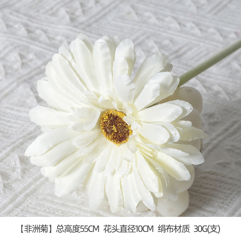 Gerbera White