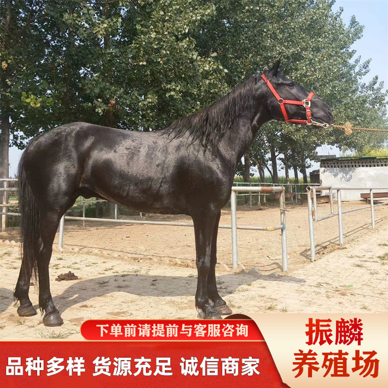 骑乘马阿拉伯马赛马 蒙古马 伊犁马 景区马种马 矮马幼马养马场