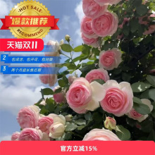 薔薇花苗爬藤多季開花大苗庭院蒂娜爬牆藤本龍沙寶石月季花苗盆栽