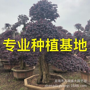 ���ͼt���^ľ���辰 �t���^ľ�䘶�r�� �������l�t���^ľ�䘶