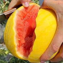 【黄皮西瓜种子】百合种球郁金香稀有进口朱顶红种球酢浆草彼岸花