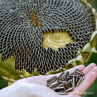 ������ü������ü�����N�Ӵ��������^�����N��ʳ�����տ��N��