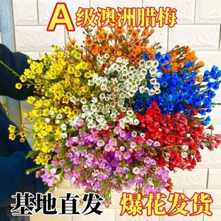 �����D÷�r��ˮ���r֦��֦�滨���������҃��^�껨����Ϟ÷�r�л�