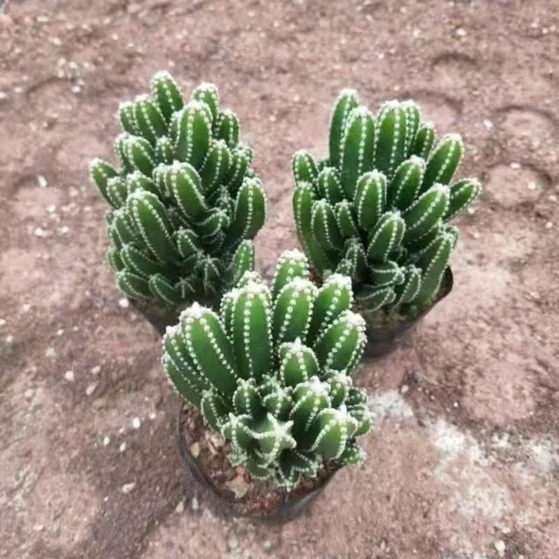 a42deb44-f092-49ad-a318-f1ae7744c63d.jpe