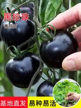 黑珍珠番茄苗秧苗樱桃小西红柿幼苗紫圣女果苗种子籽四季盆栽菜苗