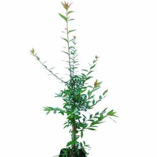 ˮ��÷ֲ��ԭ����Ϫ�����~���쾰���lˮ��÷ͦˮֲ��