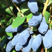 {ֲ{ݮɽGCLӹ緽̨ͥԺNͺ